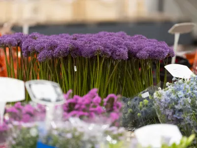 Fleurs et accessoires
